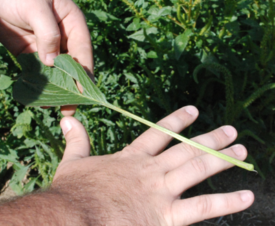 petiole 3.jpg petiole 3.jpg